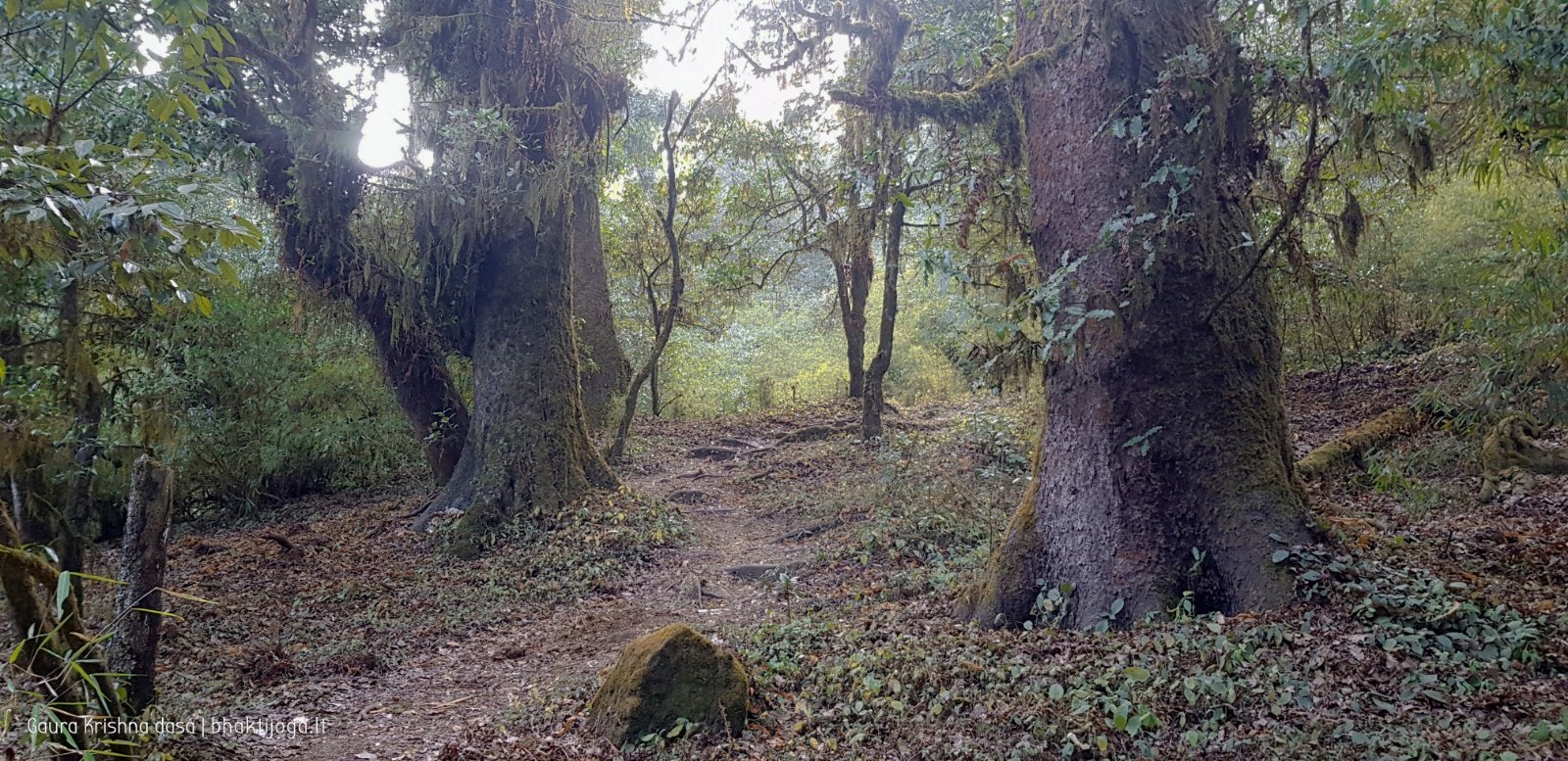  Trees. Shivapuri mountain. Kathmandu. 2019.01.15